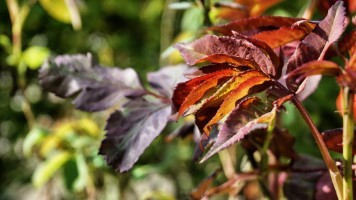 Fresh rose leafs